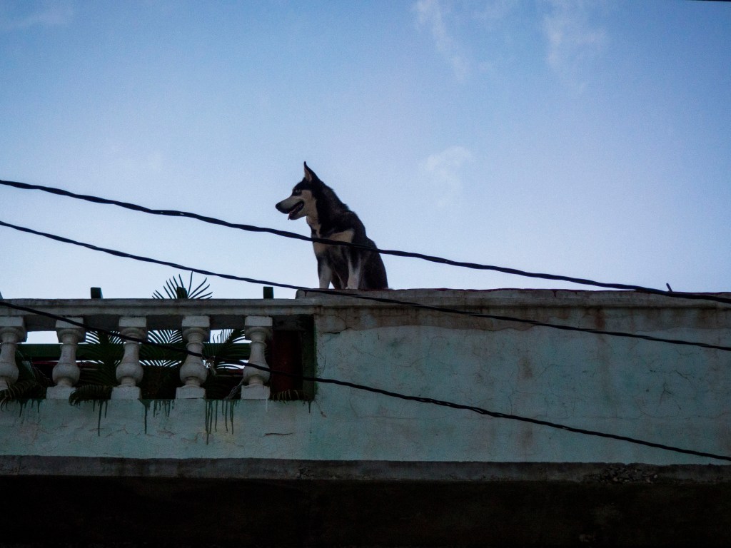 gotta get me a roof dog