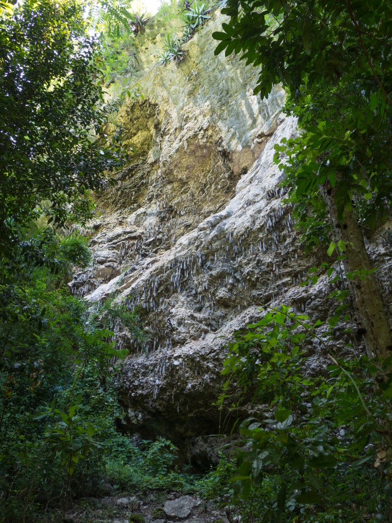 These are wasps nests. Some real Indiana Jones shit right here